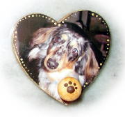 �փS���z���_�[�R